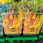 Fakľovka (Kniphofia) ‘FLAMENCO’ - kont. C1L