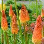 Fakľovka (Kniphofia) ´TIMOTHY´ - kont. C1.5L