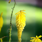 Fakľovka (Kniphofia) ´ICE QUEEN´- kont. C1L