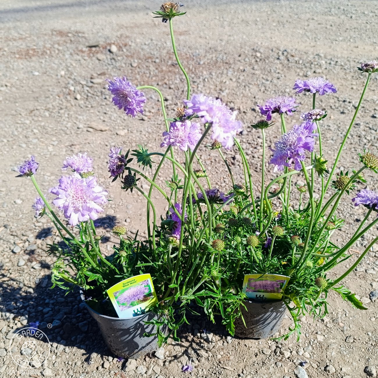 Obrázok Hlaváč fialový (Scabiosa columbaria) 'BLUE NOTE' - kont. P12