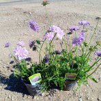 Hlaváč fialový (Scabiosa columbaria) 'BLUE NOTE' - kont. P12