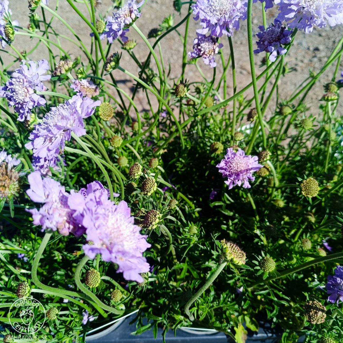 Obrázok Hlaváč fialový (Scabiosa columbaria) 'BLUE NOTE' - kont. P12