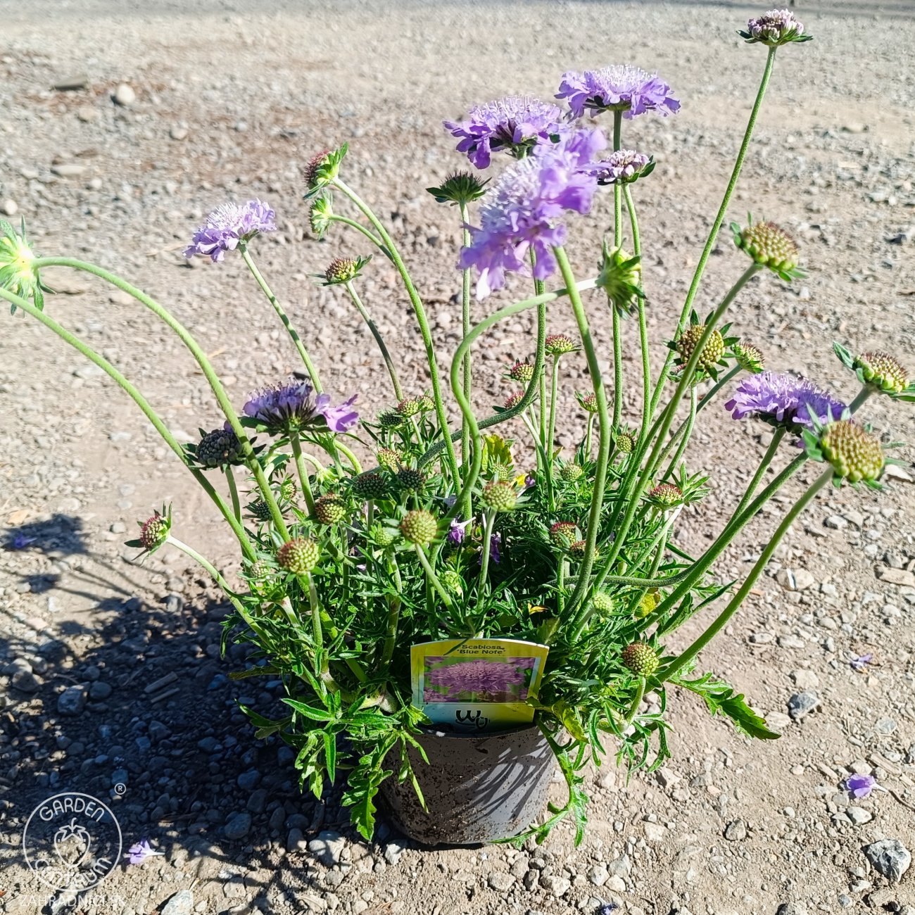 Obrázok Hlaváč fialový (Scabiosa columbaria) 'BLUE NOTE' - kont. P12