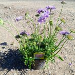 Hlaváč fialový (Scabiosa columbaria) 'BLUE NOTE' - kont. P12