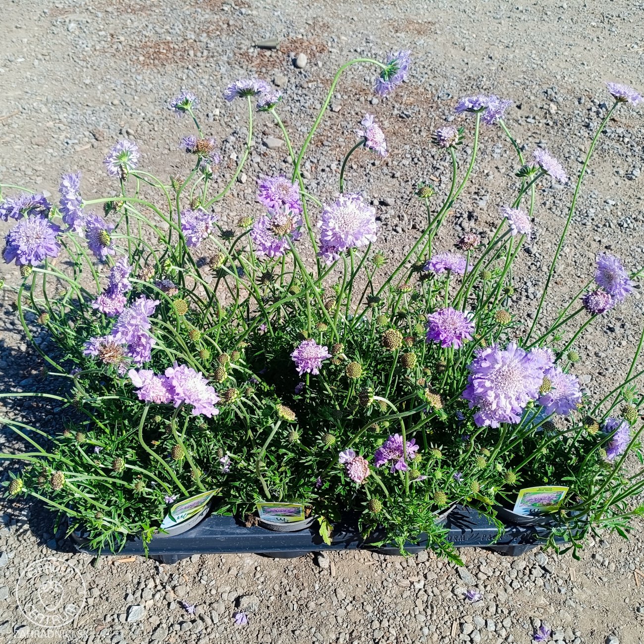 Obrázok Hlaváč fialový (Scabiosa columbaria) 'BLUE NOTE' - kont. P12