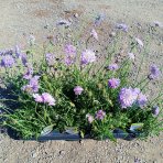 Hlaváč fialový (Scabiosa columbaria) 'BLUE NOTE' - kont. P12