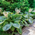 Funkia (Hosta plantaginea) ´CHRISTMAS TREE´ - kont. C1.5L