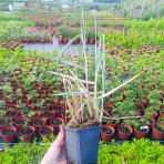 Jačmenica piesočná (Leymus arenarius) ‘BLUE DUNE’ - kont. P9/P11