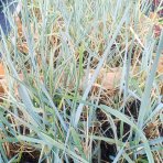Jačmenica piesočná (Leymus arenarius) ‘BLUE DUNE’ - kont. P9/P11