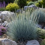 Jačmenica piesočná (Leymus arenarius) ‘BLUE DUNE’ - kont. P9/P11