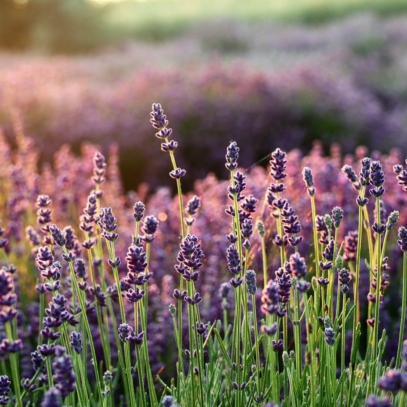 Obrázok Levanduľa úzkolistá (Lavandula angustifolia) ´HIDCOTE BLUE´ - výška 10-20 cm, kont. P9/P11