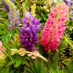 Lupina mnoholistá (Lupinus polyphyllus) 2 v 1 - fialová/ružová, kont. C1L