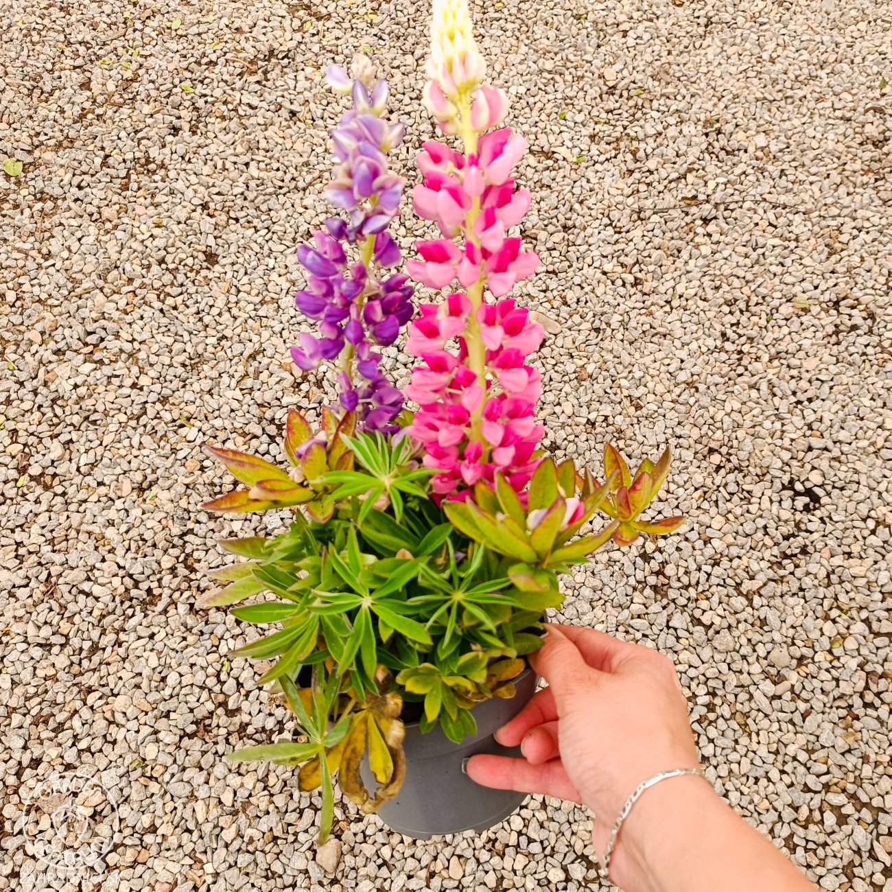 Obrázok Lupina mnoholistá (Lupinus polyphyllus) 2 v 1 - fialová/ružová, kont. C1L