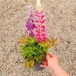 Lupina mnoholistá (Lupinus polyphyllus) 2 v 1 - fialová/ružová, kont. C1L