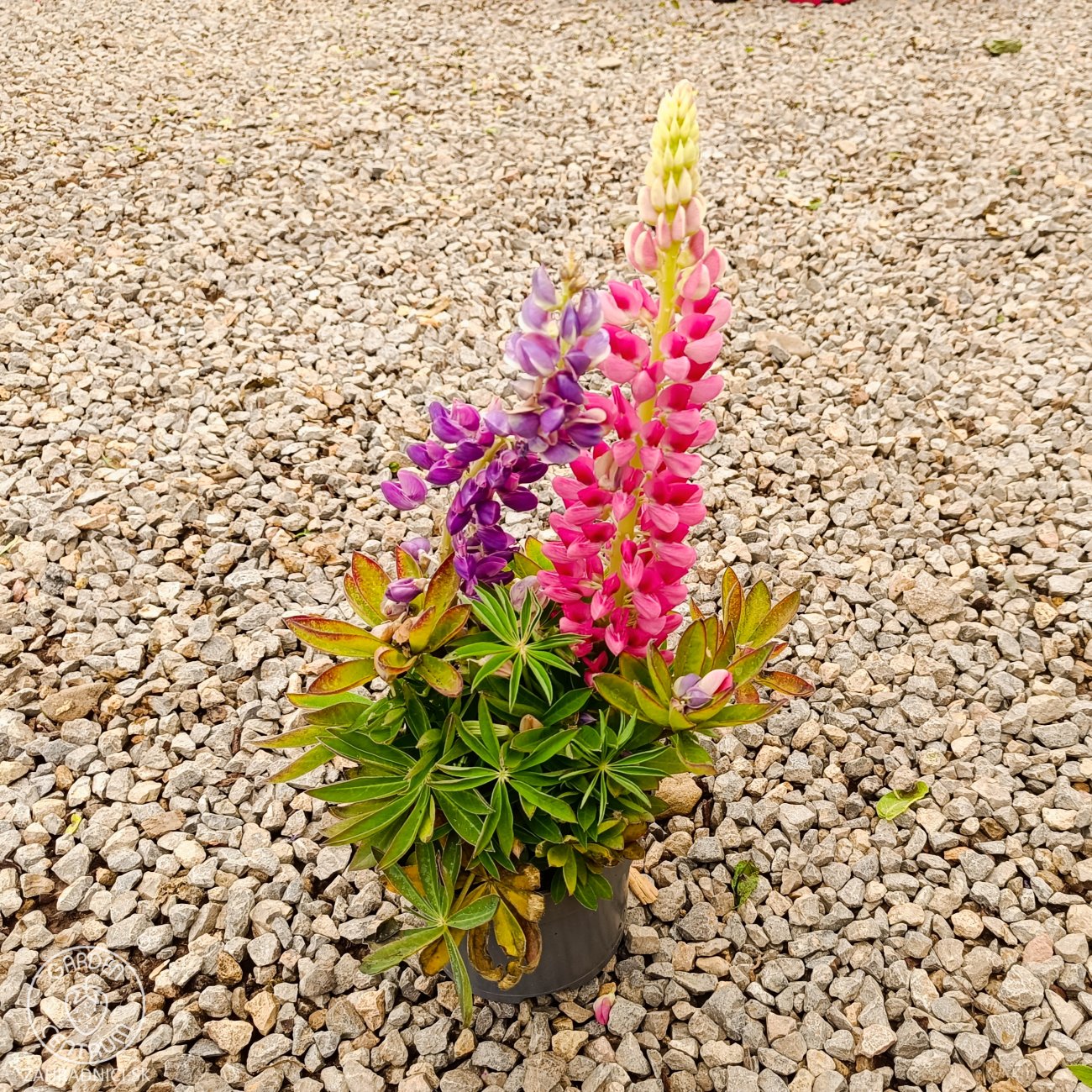 Obrázok Lupina mnoholistá (Lupinus polyphyllus) 2 v 1 - fialová/ružová, kont. C1L