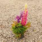 Lupina mnoholistá (Lupinus polyphyllus) 2 v 1 - fialová/ružová, kont. C1L