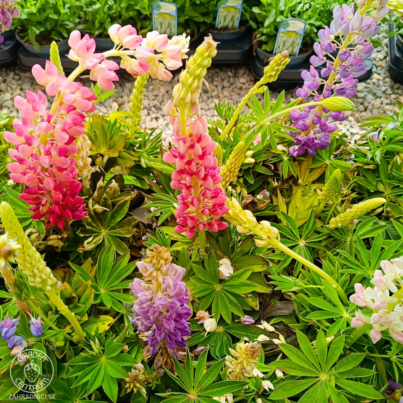 Obrázok Lupina mnoholistá (Lupinus polyphyllus) 2 v 1 - fialová/ružová, kont. C1L
