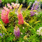 Lupina mnoholistá (Lupinus polyphyllus) 2 v 1 - fialová/ružová, kont. C1L