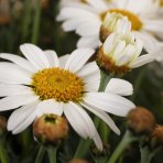 Margaréta veľkokvetá (Leucanthemum maximum) ‘WESTERN STAR LEO’ – kont. C1,5L