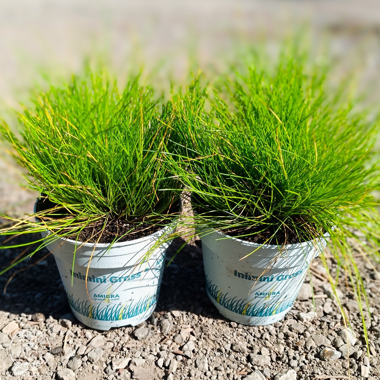 Obrázok Metlica krivočiara (Deschampsia flexuosa) ‘AMILIME’- kont. P11