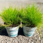 Metlica krivočiara (Deschampsia flexuosa) ‘AMILIME’- kont. P11