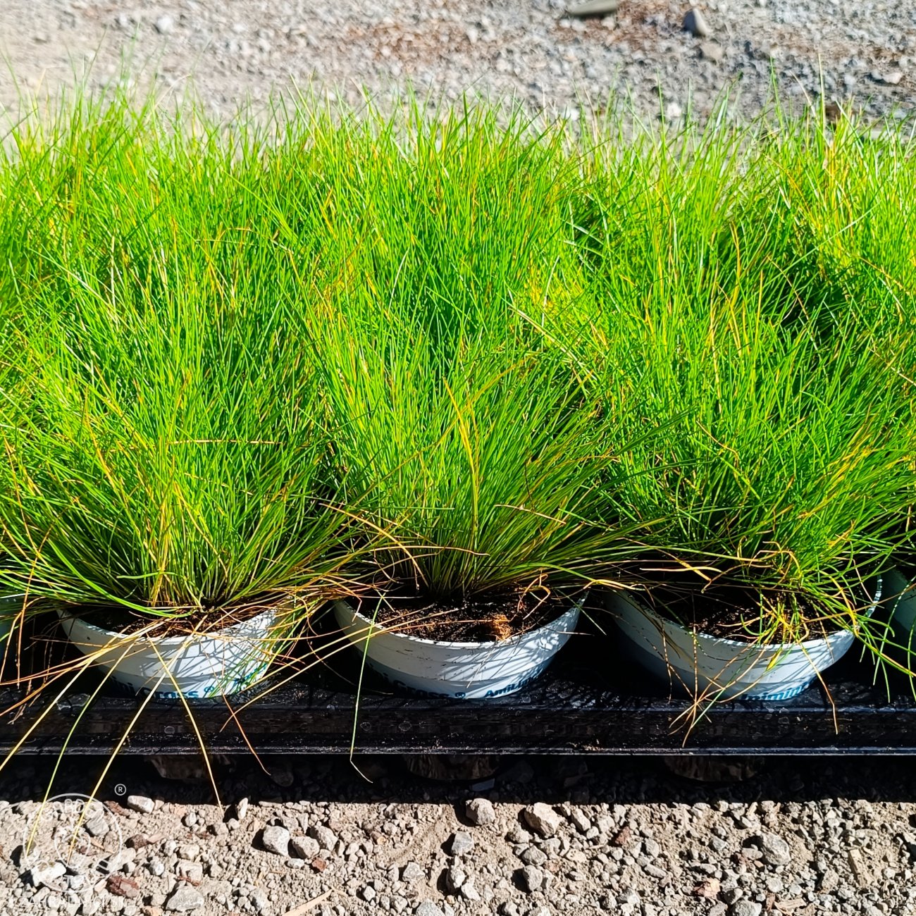 Obrázok Metlica krivočiara (Deschampsia flexuosa) ‘AMILIME’- kont. P11