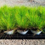 Metlica krivočiara (Deschampsia flexuosa) ‘AMILIME’- kont. P11