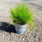 Metlica krivočiara (Deschampsia flexuosa) ‘AMILIME’- kont. P11