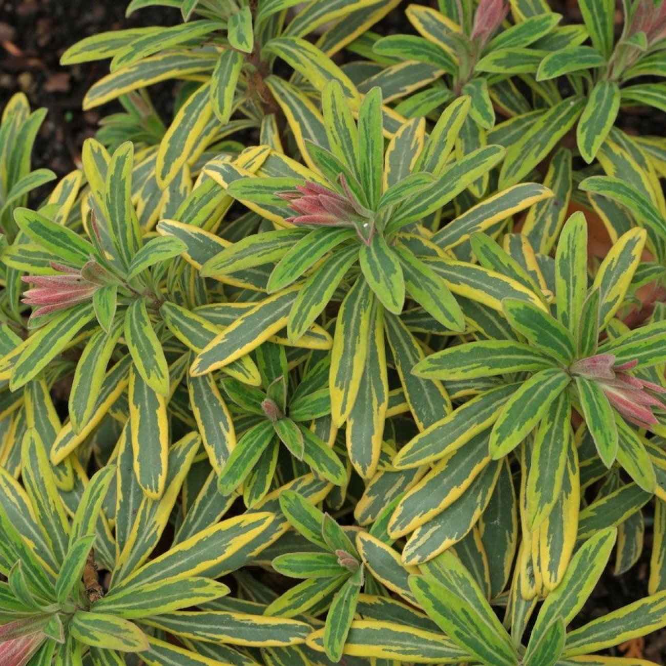 Obrázok Mliečnik mandľolistý (Euphorbia amygdaloides) ´ASCOT RAINBOW´ - kont. C2L