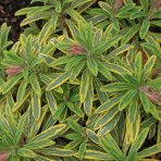 Mliečnik mandľolistý (Euphorbia amygdaloides) ´ASCOT RAINBOW´ - kont. C2L