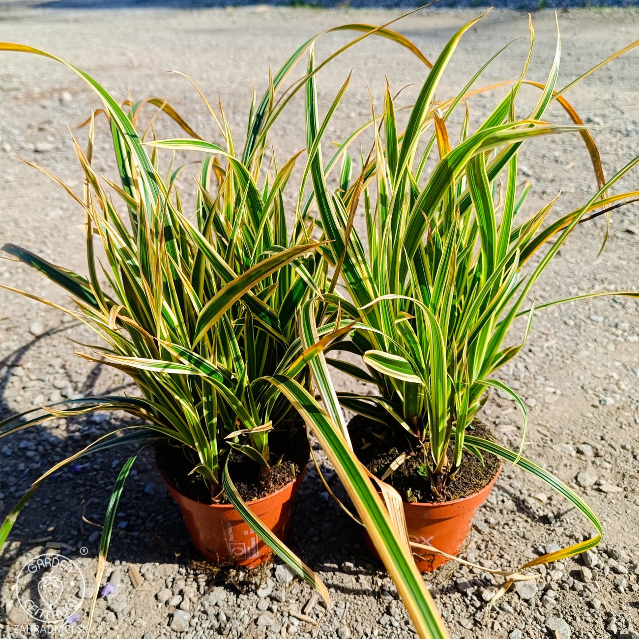 Obrázok Ostrica japonská (Carex morrowii) ‘GOLDBAND’ - kont. P11