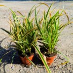 Ostrica japonská (Carex morrowii) ‘GOLDBAND’ - kont. P11