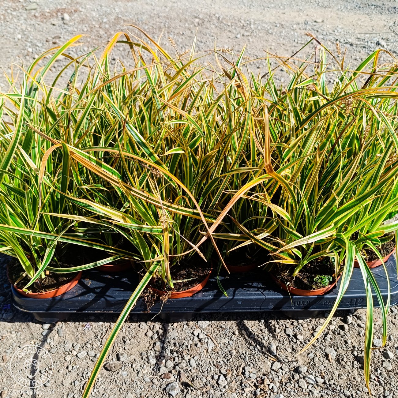 Obrázok Ostrica japonská (Carex morrowii) ‘GOLDBAND’ - kont. P11