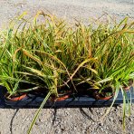 Ostrica japonská (Carex morrowii) ‘GOLDBAND’ - kont. P11