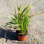 Ostrica japonská (Carex morrowii) ‘GOLDBAND’ - kont. P11