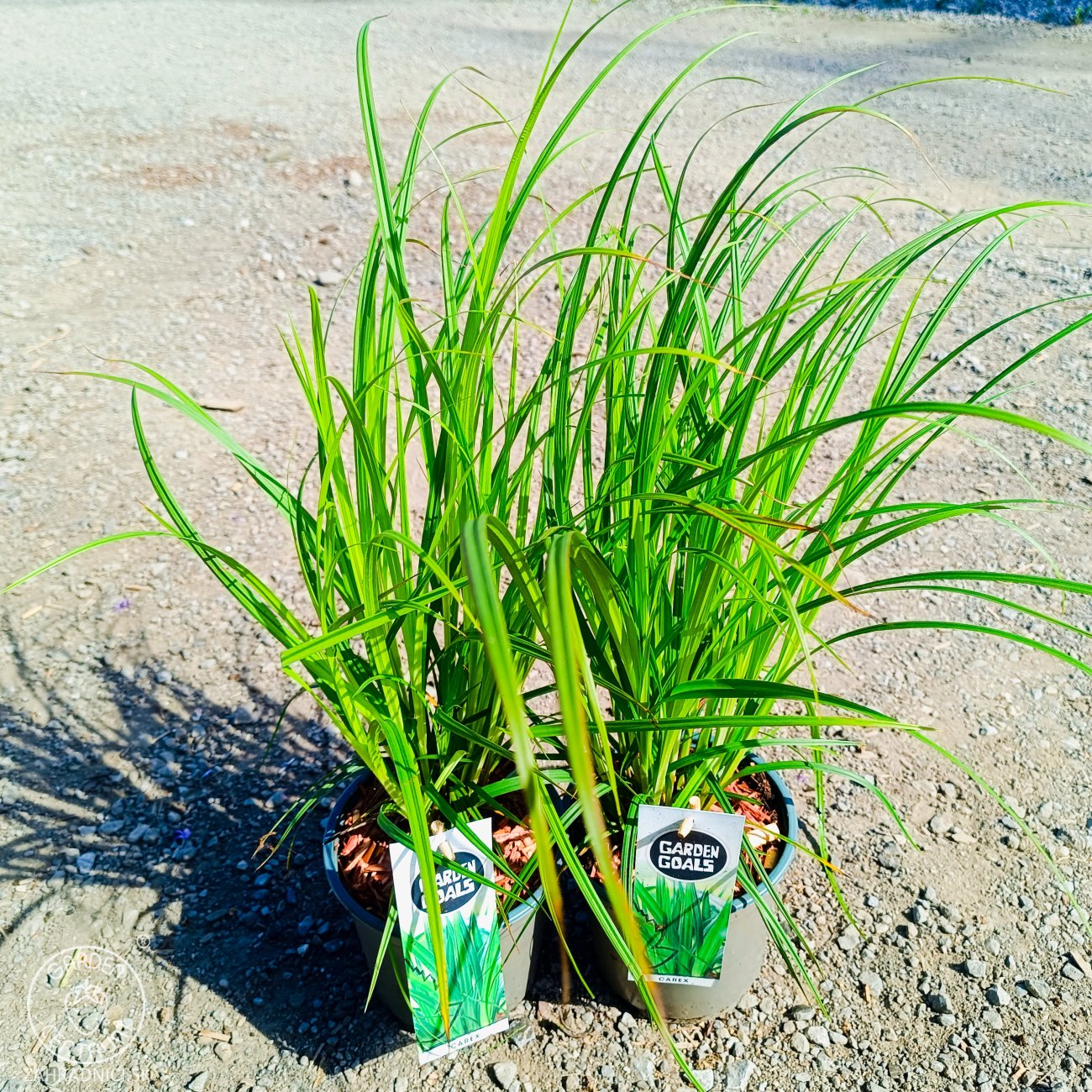 Obrázok Ostrica Grayova (Carex grayi) – kont. C2L