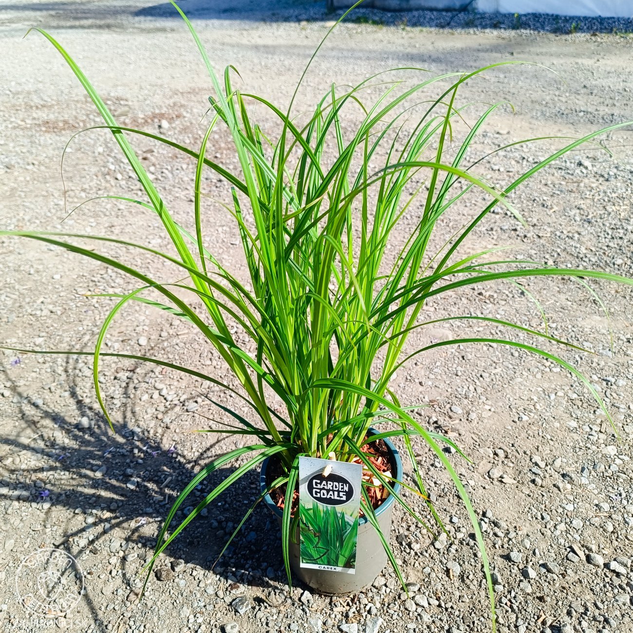Obrázok Ostrica Grayova (Carex grayi) – kont. C2L