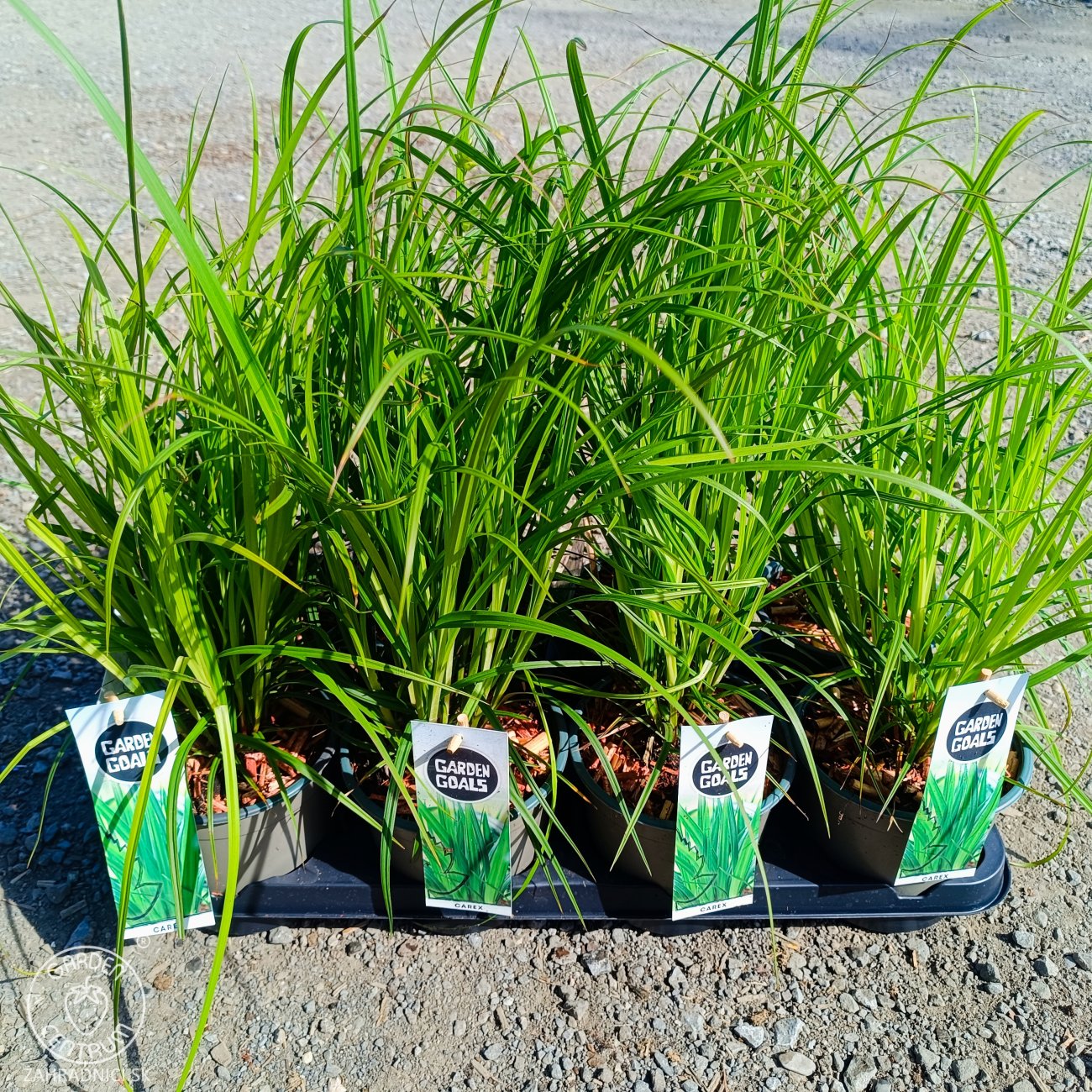 Obrázok Ostrica Grayova (Carex grayi) – kont. C2L
