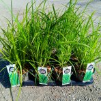 Ostrica Grayova (Carex grayi) – kont. C2L