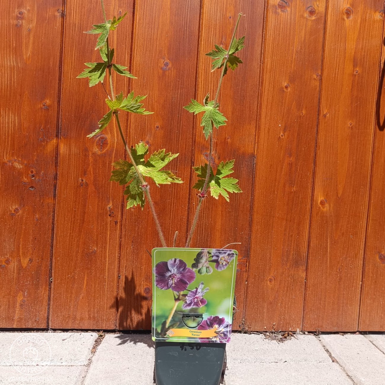 Obrázok Pakost hnedočervený (Geranium phaeum) ´RAVEN´ - kont. P11