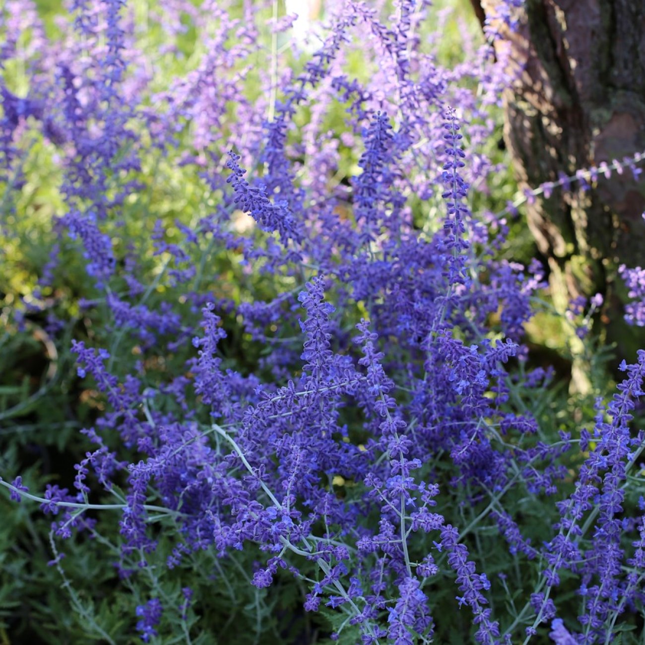 Obrázok Perovskia (Perovskia atriplicifolia) ´SILVERY BLUE´® - kont. C2L