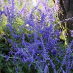Perovskia (Perovskia atriplicifolia) ´SILVERY BLUE´® - kont. C2L