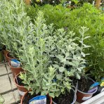 Perovskia (Perovskia atriplicifolia) ´BLUE SPIRE´ - kont. C1L