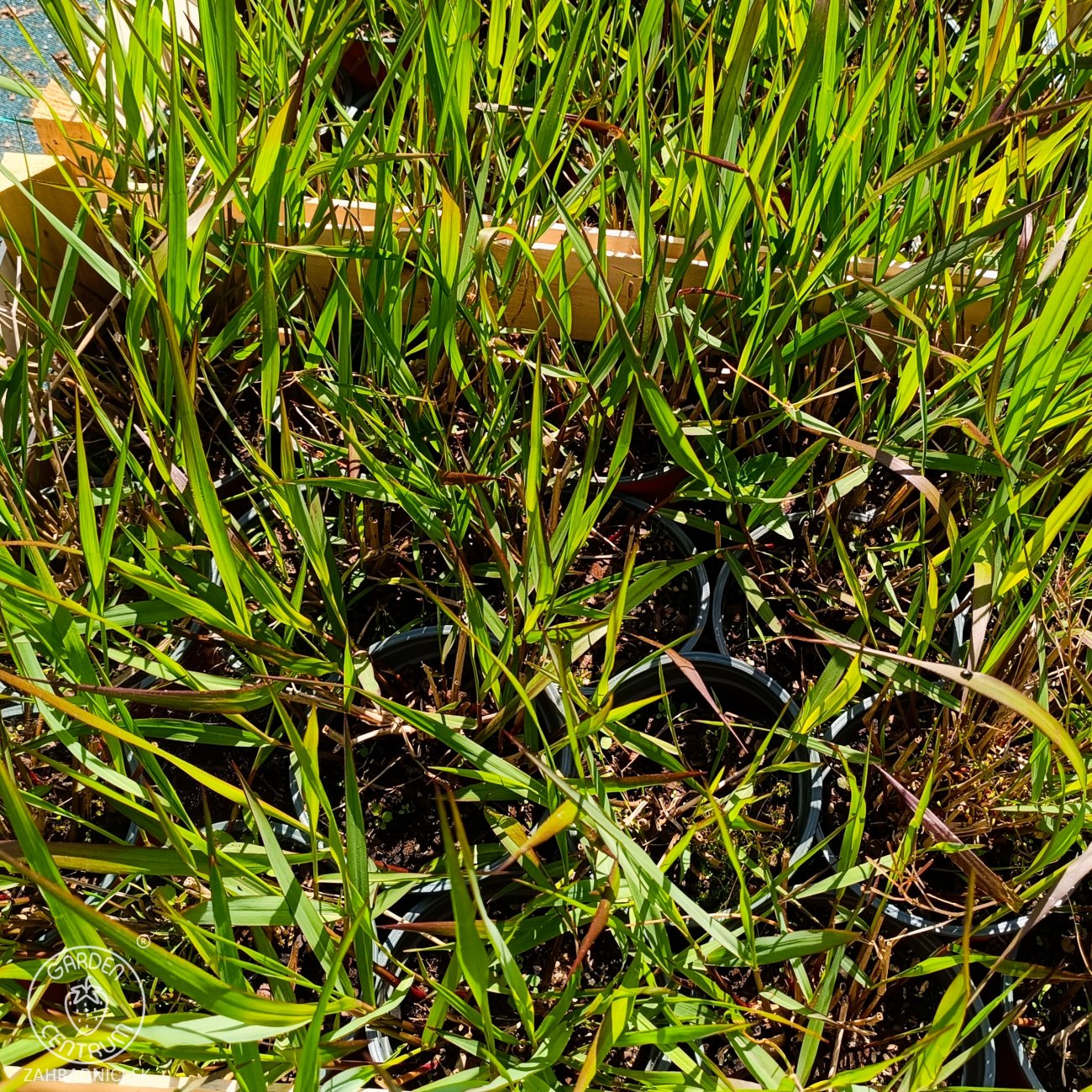 Obrázok Proso prútnaté (Panicum virgatum) ‘SQUAW’ kont. C1,5L
