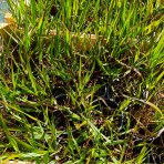 Proso prútnaté (Panicum virgatum) ‘SQUAW’ kont. C1,5L
