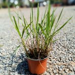 Proso prútnaté (Panicum virgatum) ‘SQUAW’ kont. C1,5L