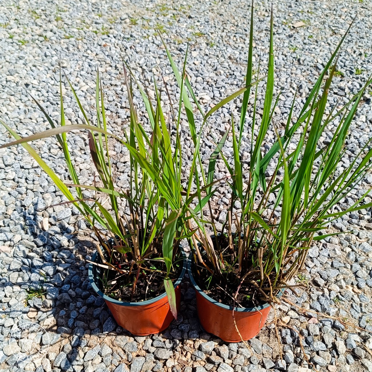Obrázok Proso prútnaté (Panicum virgatum) ‘SQUAW’ kont. C1,5L