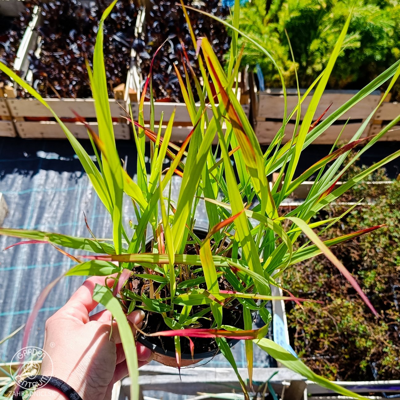 Obrázok Proso prútnaté (Panicum virgatum) ´SHENANDOAH´ - kont. C1,5L
