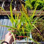 Proso prútnaté (Panicum virgatum) ´SHENANDOAH´ - kont. C1,5L