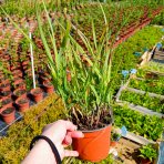 Proso prútnaté (Panicum virgatum) ´SHENANDOAH´ - kont. C1,5L